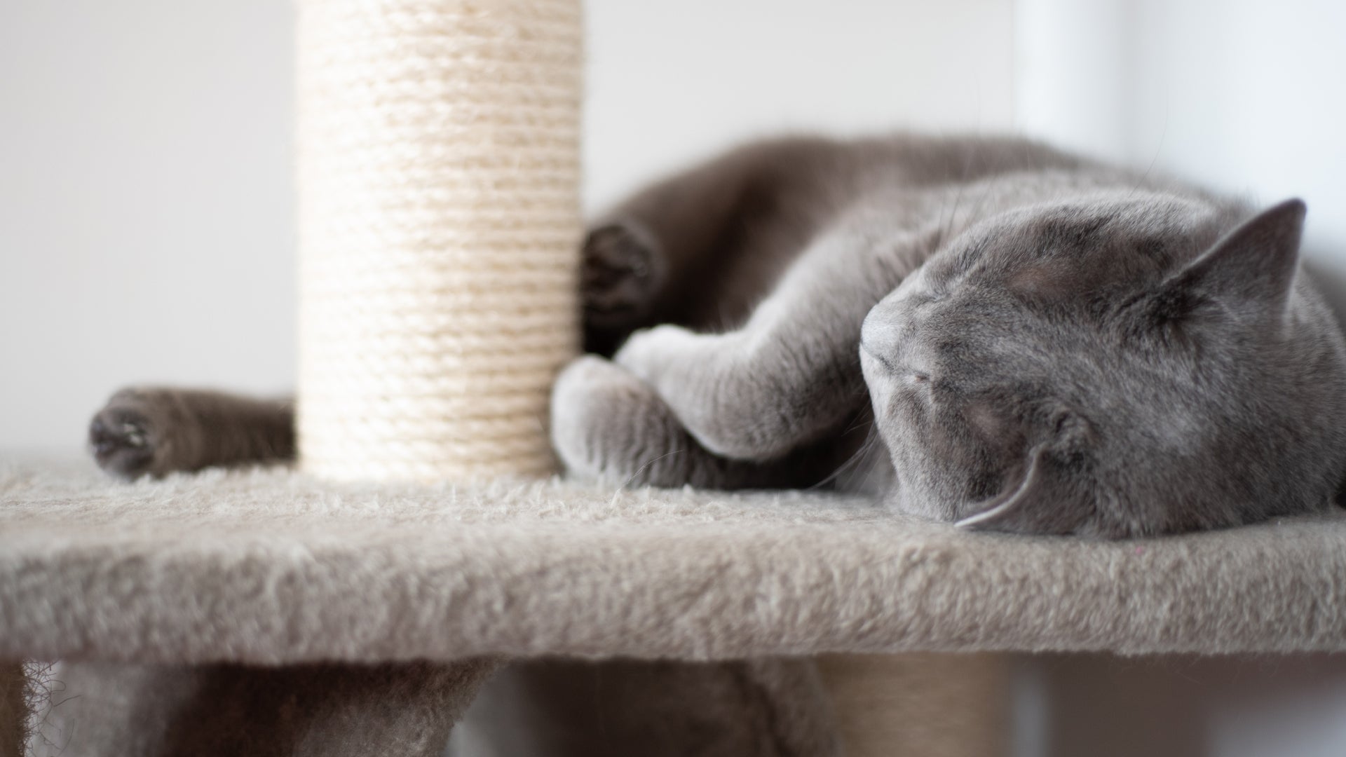 Accessoire chat