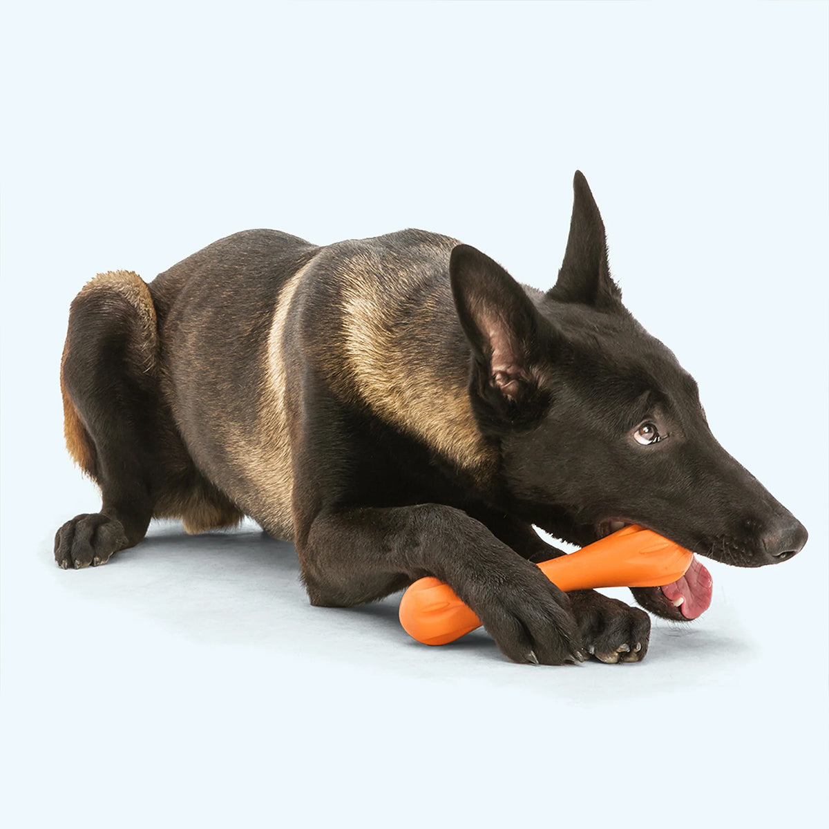 HURLEY LARGE 21 CM ORANGE WEST PAW