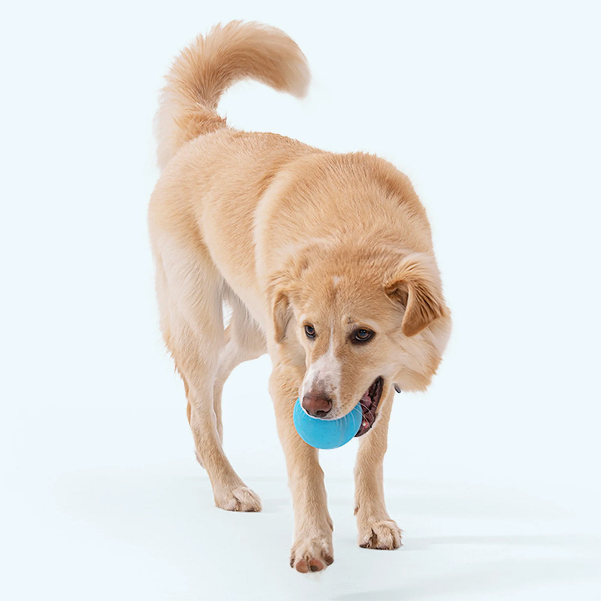 JIVE MINI 5 CM BLUE WEST PAW