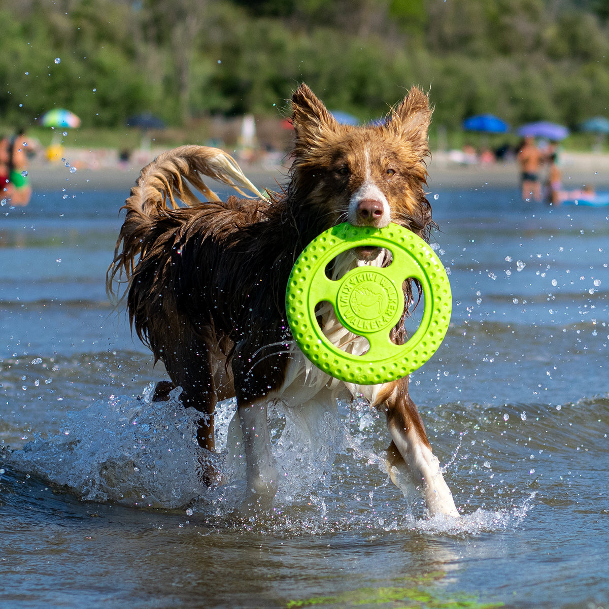 KIWI FRISBEE BLEU S