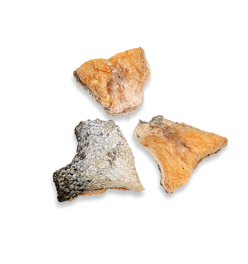 MARLY & DAN VITALITE - LYOPHILISE - CHIEN