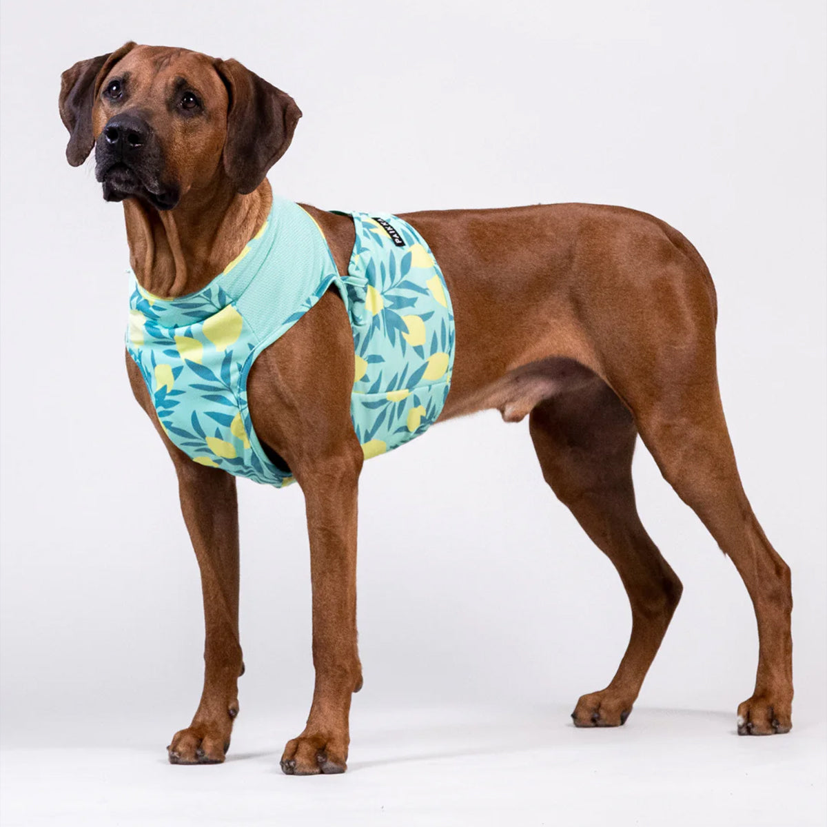 PAIKKA VESTE RAFRAICHISSANTE VERT LEMON L