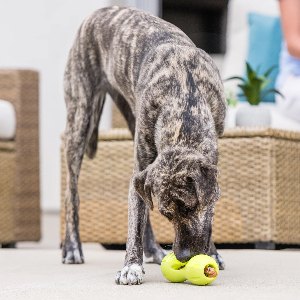 QWIZL SMALL 14.5 CM GREEN WEST PAW