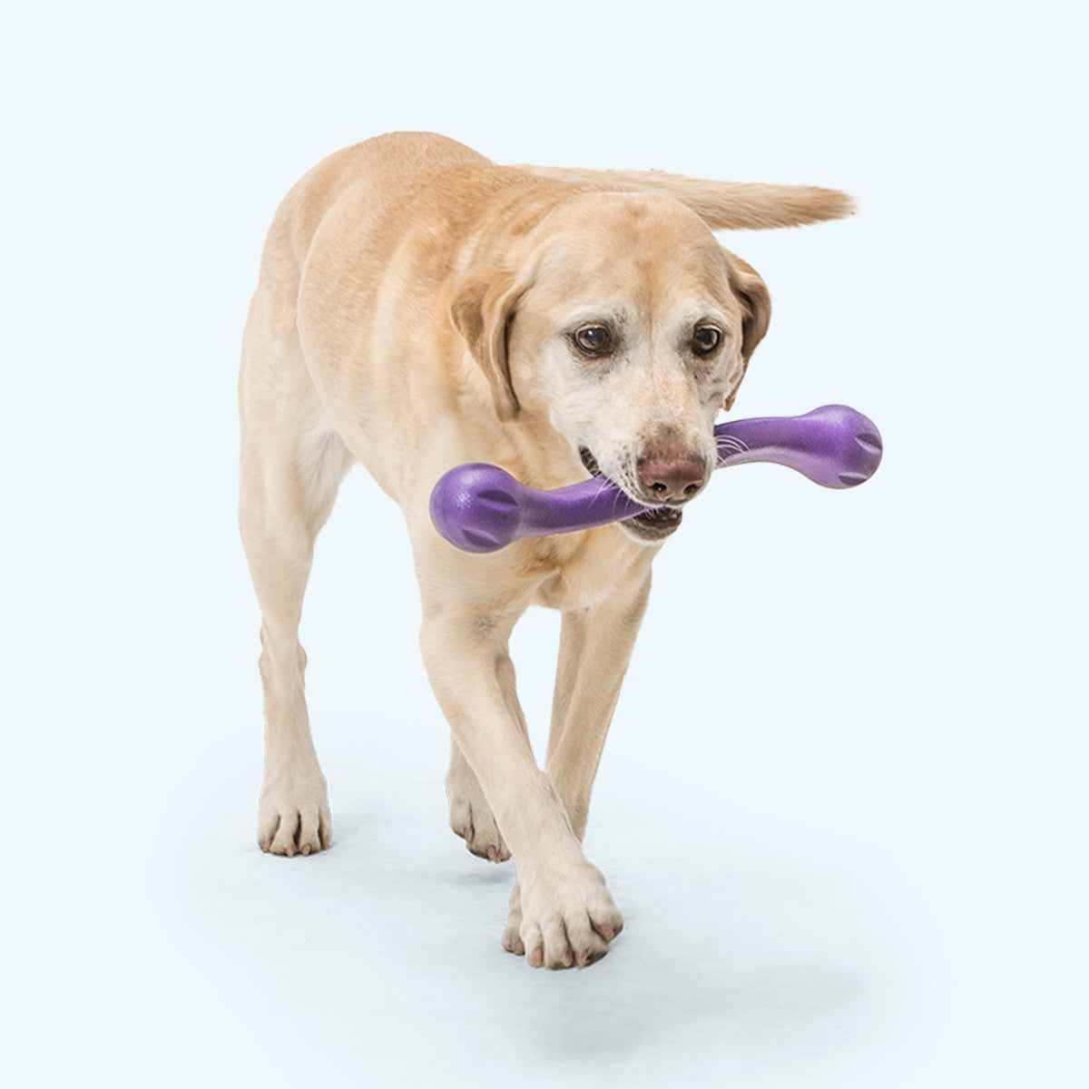 ZWIG VIOLET WEST PAW