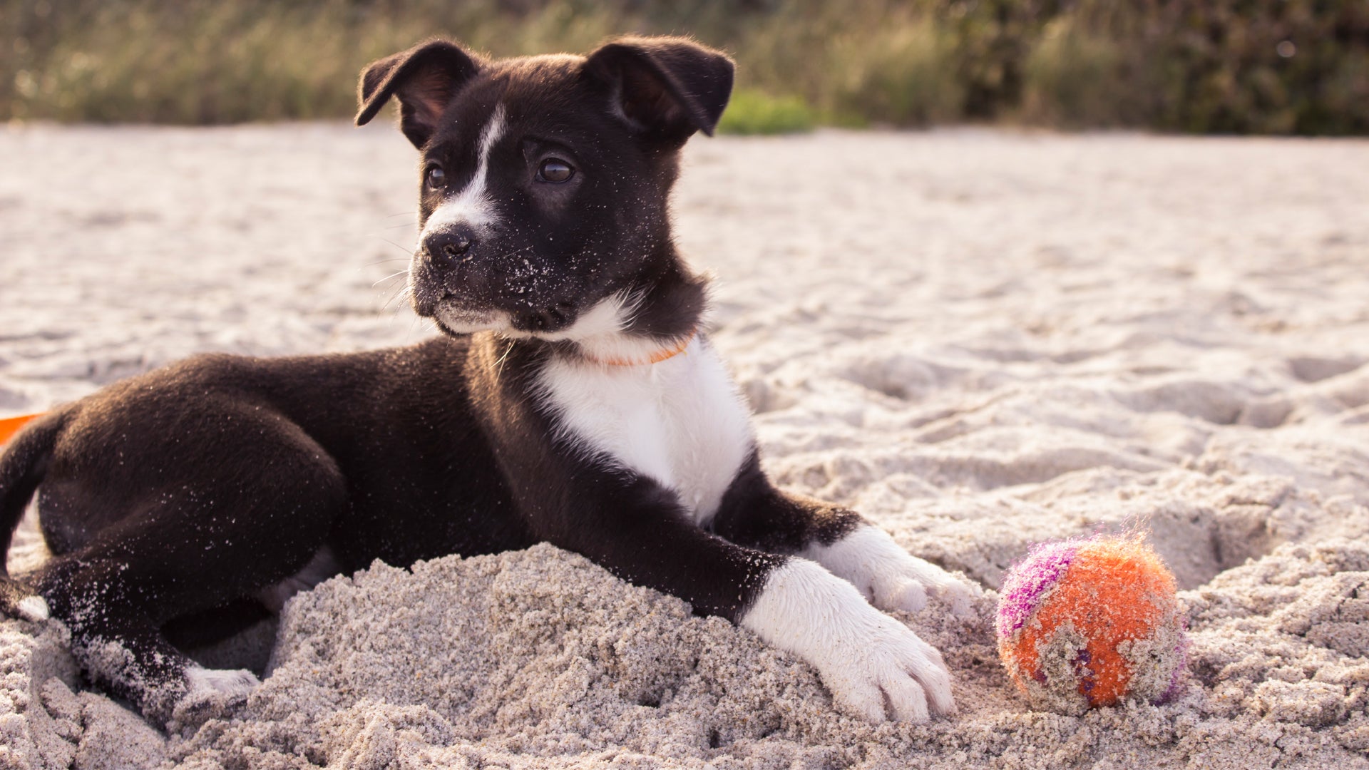 Accessoires chien