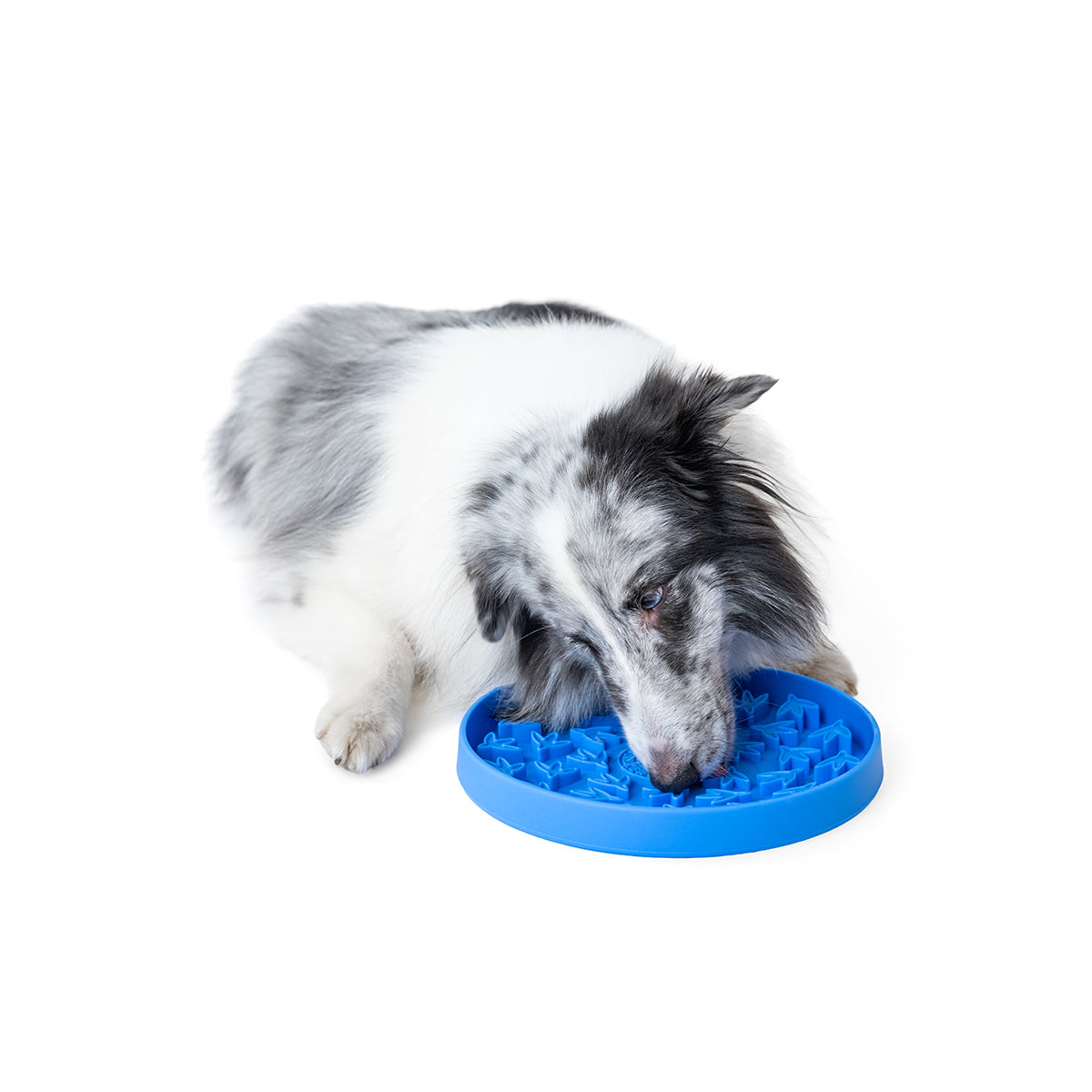 KIWI GAMELLE ANTI-GLOUTON PAW BLEUE