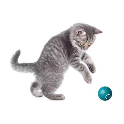 EASY PET BALLE INTERACTIVE